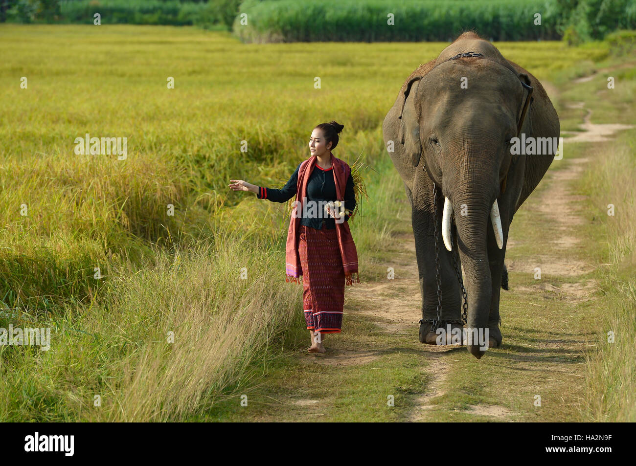 Frau zu Fuß auf Fußweg mit Elefanten, Thailand Stockfoto