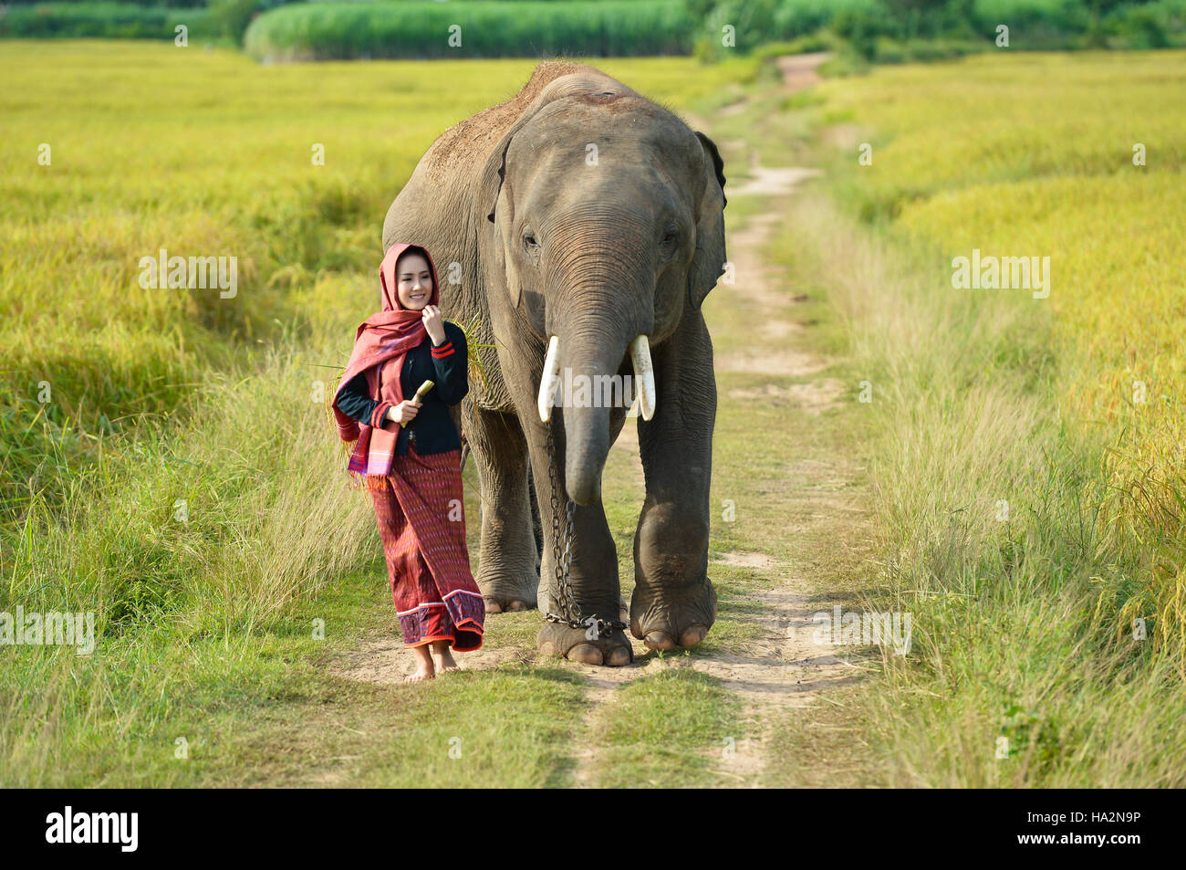 Frau zu Fuß auf Fußweg mit Elefanten, Thailand Stockfoto