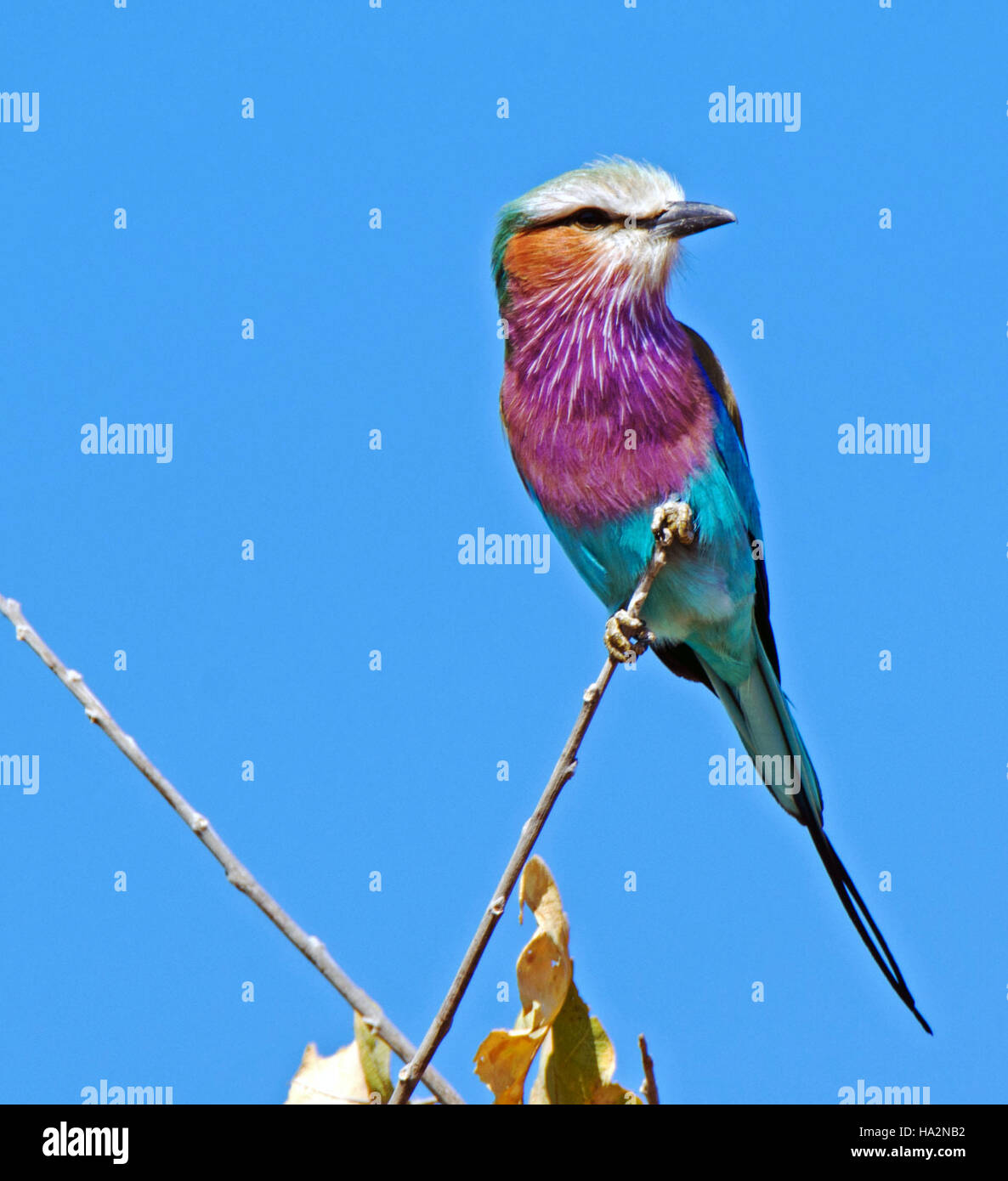 Lilac Breasted Roller Vogel sitzend auf einem Ast, Botswana Stockfoto