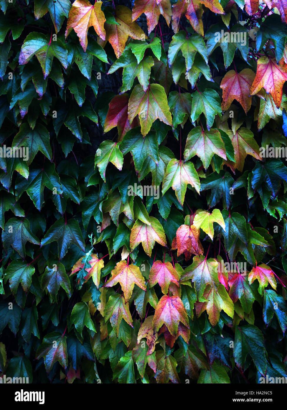 Herbst Blätter wachsen an einer Wand Stockfoto