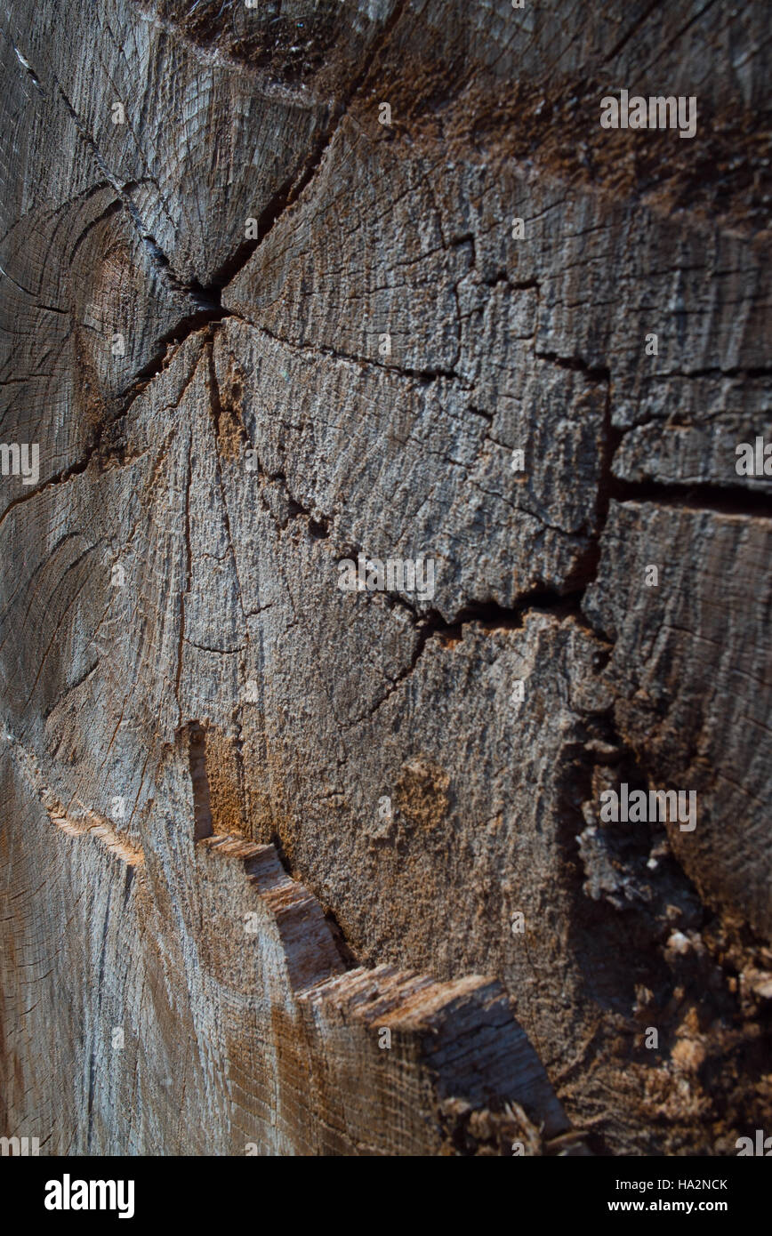 Baum-stumpf-detail Stockfoto