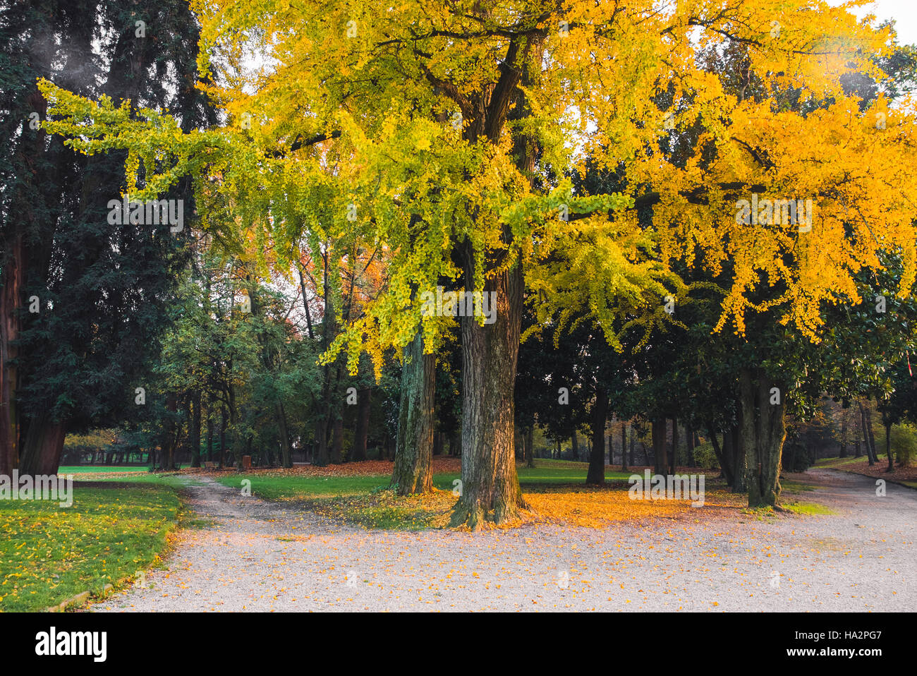 Gelbe Baum in einem Park im Herbst Stockfoto