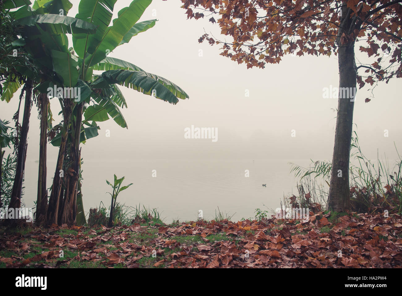 Tropische Vegetation durch den nebligen Fluss Stockfoto