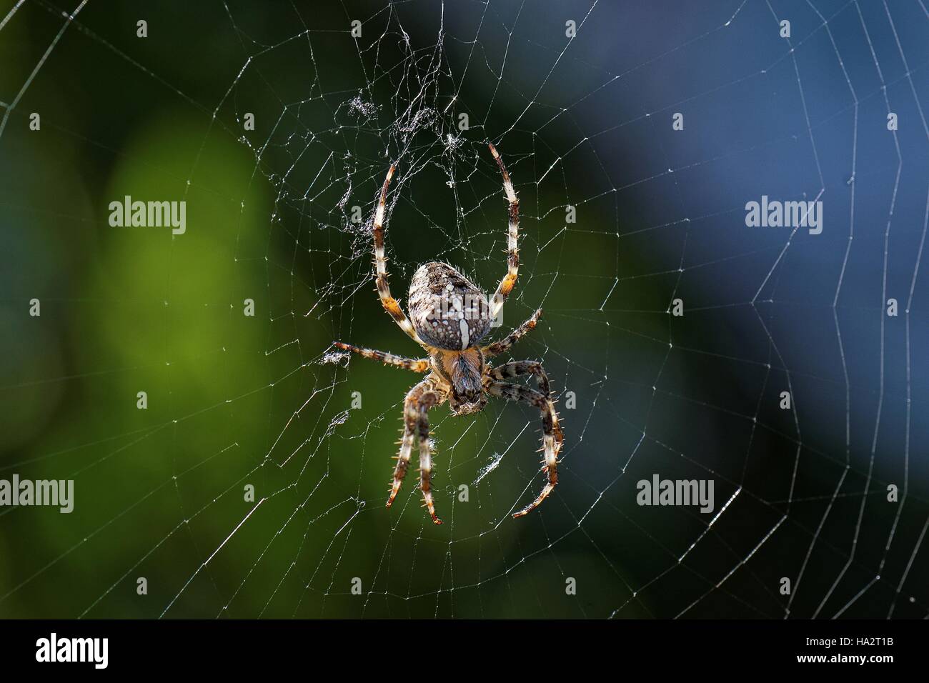 Nahaufnahme einer Spinne in einem Spinnennetz, Oldersum, Niedersachsen, Deutschland Stockfoto