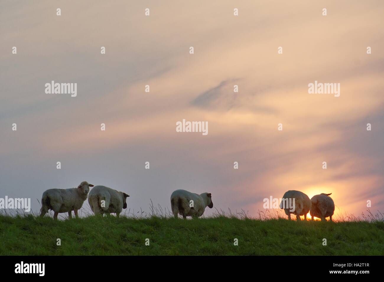 Schaf stehend in einem Feld, Gandersum, Niedersachsen, Deutschland Stockfoto