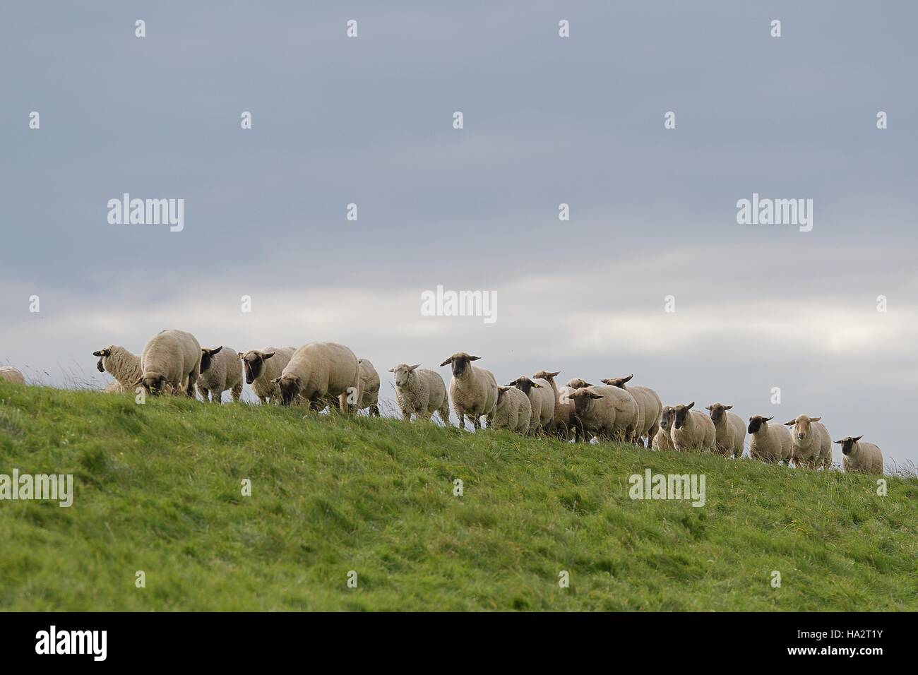 Schafherde in einem Feld, Gandersum, Niedersachsen, Deutschland Stockfoto