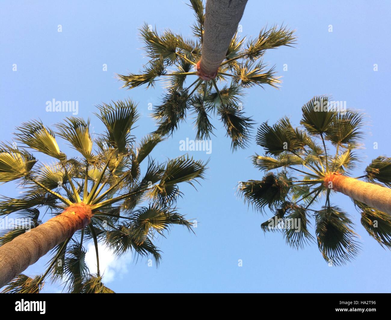 Nachschlagen von Palmen und blauer Himmel Stockfoto