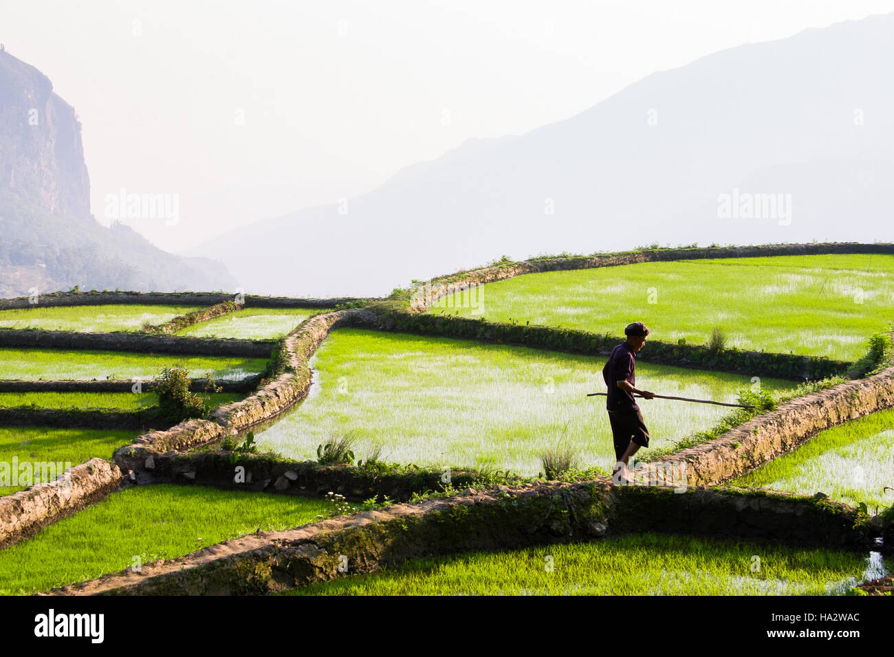 Ein Mann geht die schmalen Ufern durch seine Reisfelder, mit einem langen Stock, Blätter und andere Verunreinigungen aus dem Wasser, Yuanyang, China zu entfernen Stockfoto