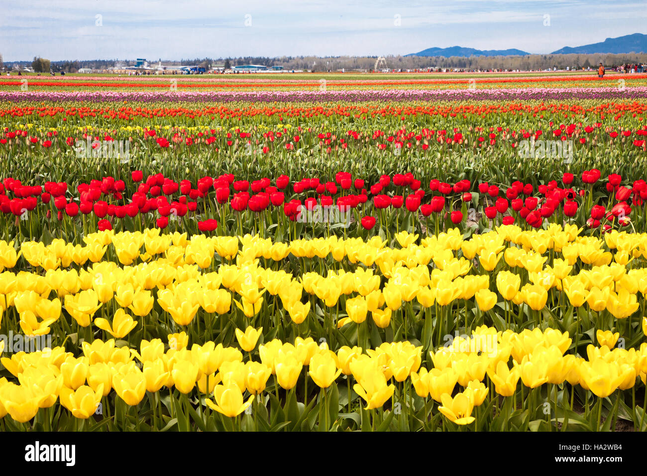 Tulpen am Skagit Valley Tulip Festival Stockfoto