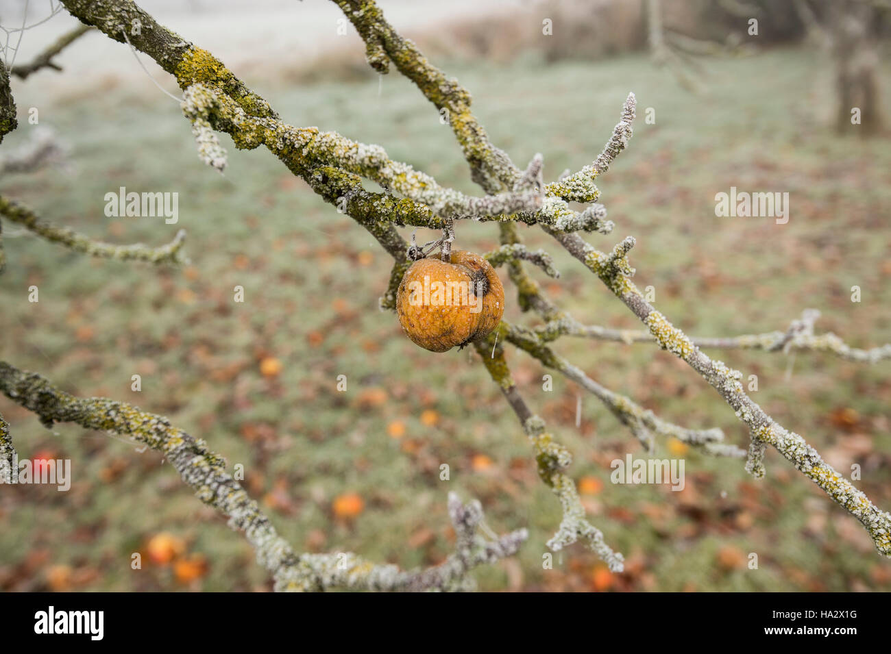 Einsame Apple auf Moss laden Apple tree frühen Winter, Misty mit den unerwarteten Äpfel auf dem Boden Stockfoto