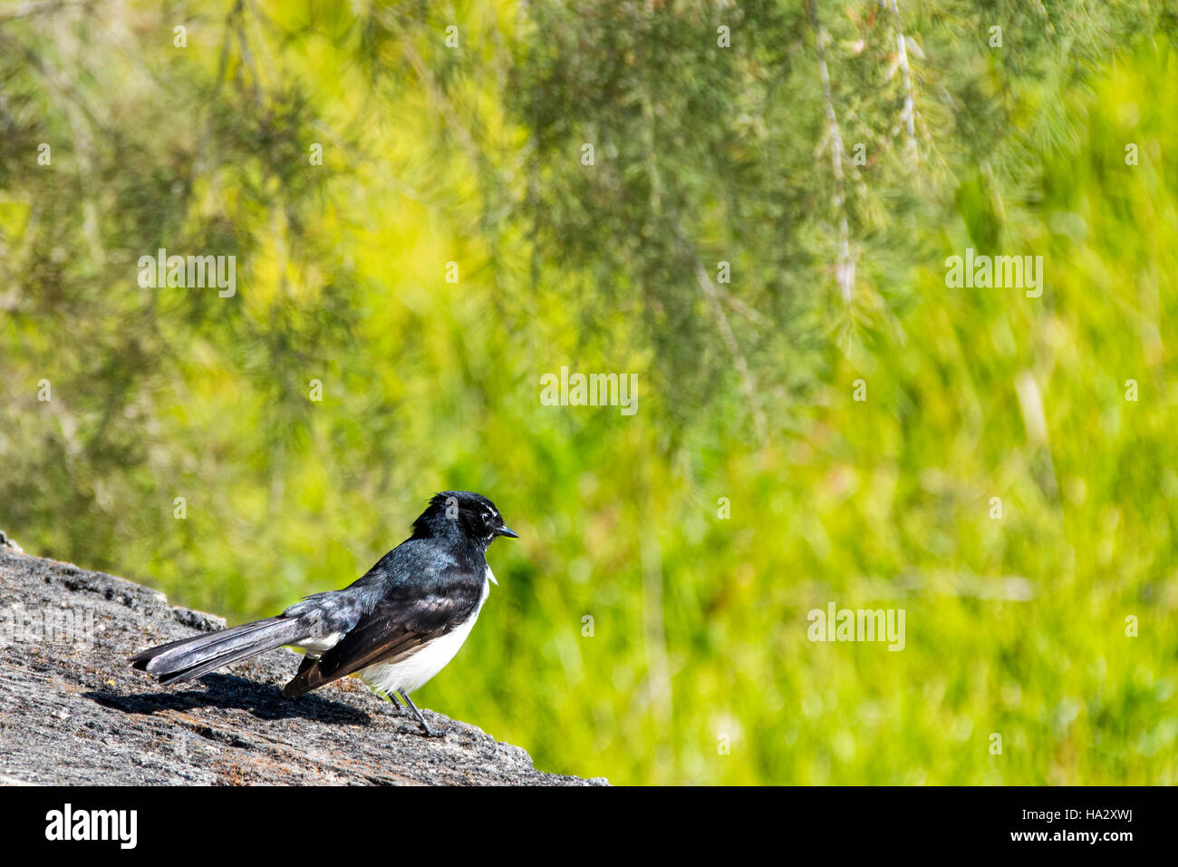 Willie Bachstelze (Rhipidura Leucophrys) Vogel sitzend auf Rock, Australien Stockfoto