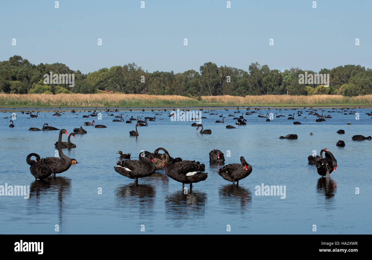 Herde von schwarzen Schwäne auf einem See, Perth, Western Australia, Australien Stockfoto