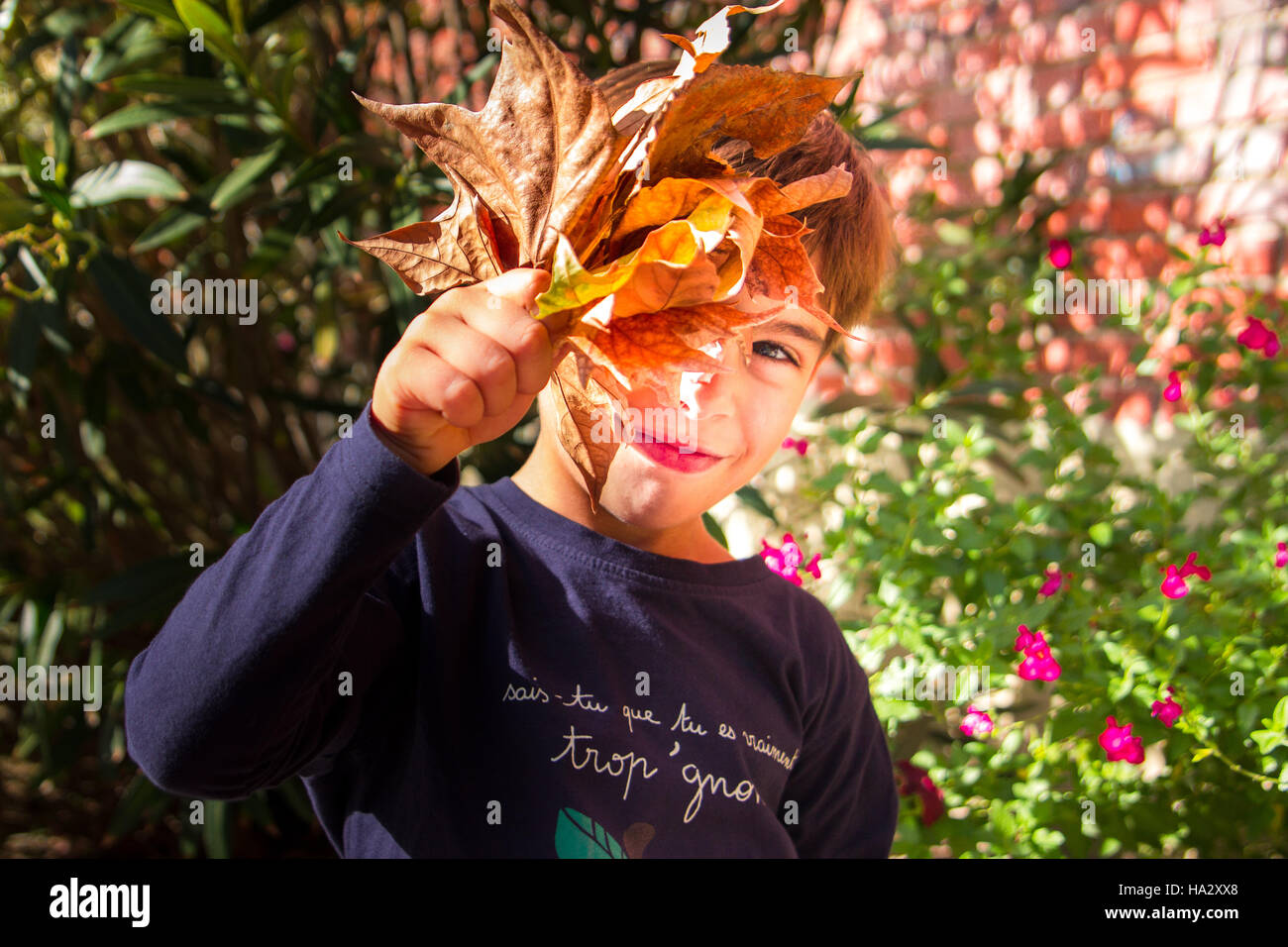 Junge versteckt sein Gesicht hinter Herbstlaub Stockfoto