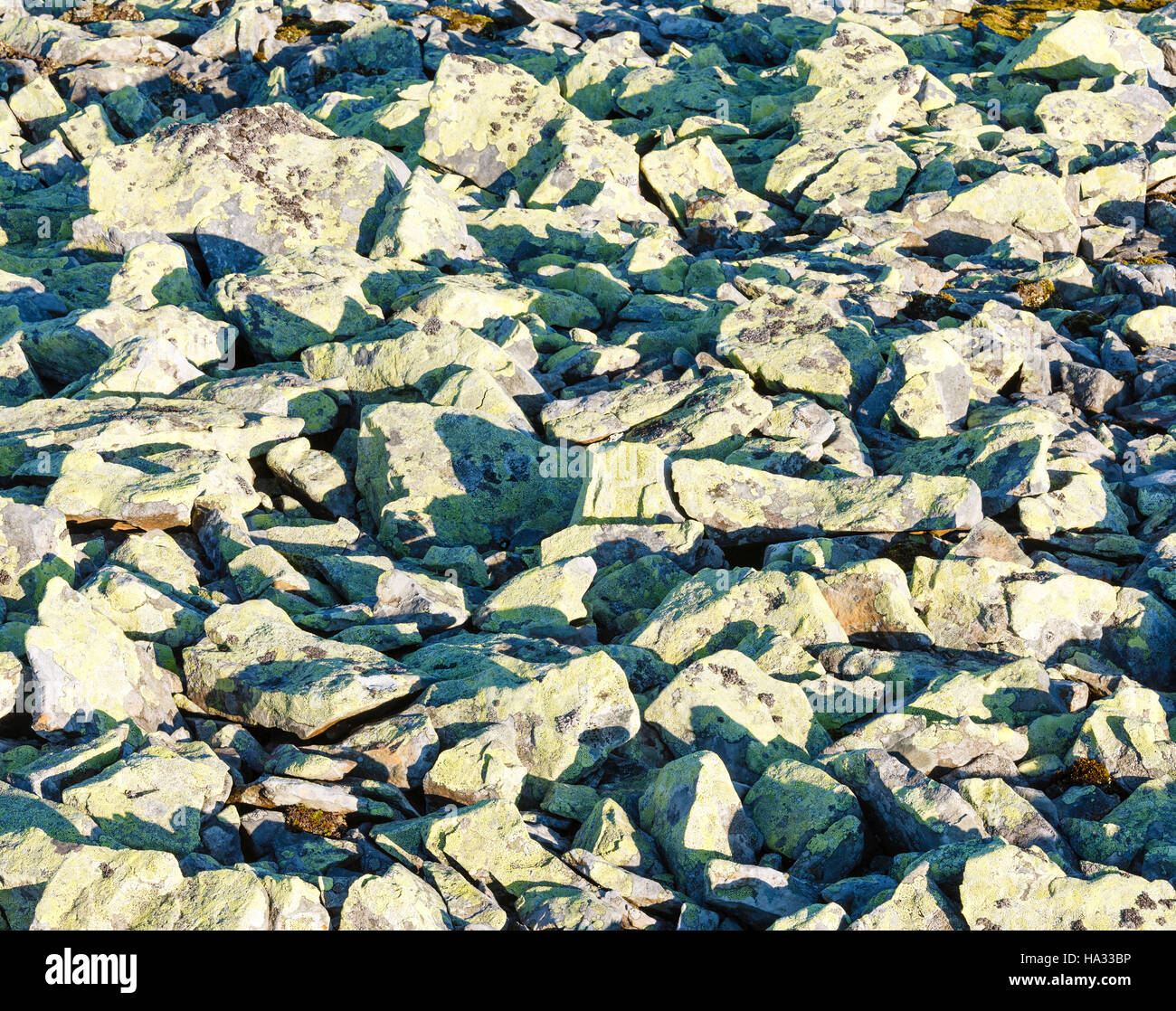 Folie-Felsen mit gelben Flechten auf Steinen im Morgenlicht, Hintergrund. Stockfoto