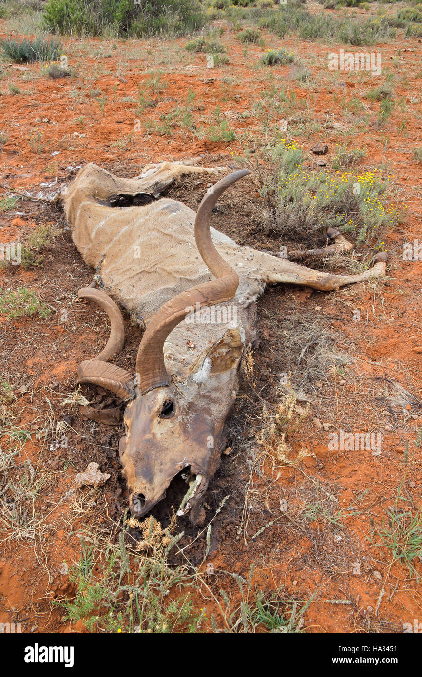 Großen männlichen Kudu Antilope (Tragelaphus Strepsiceros), die von Dürre, Südafrika gestorben Stockfoto