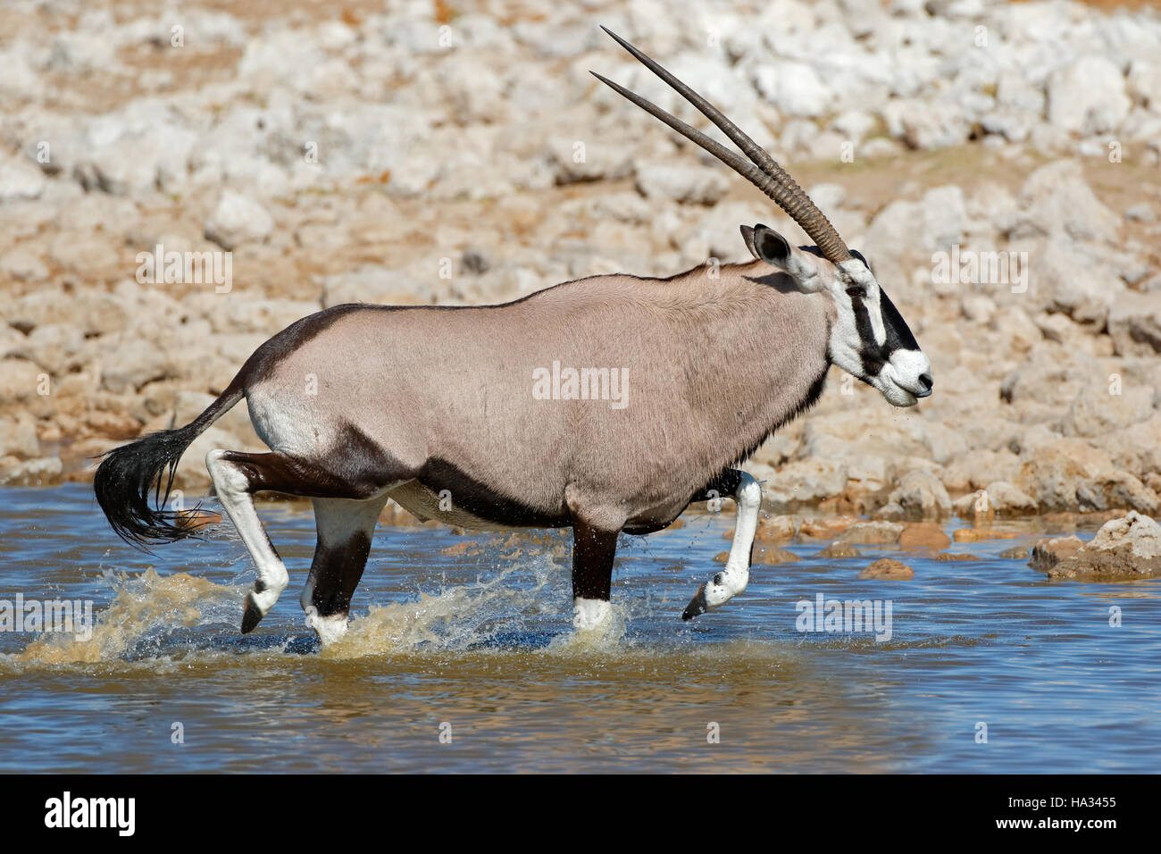 Oryx-Antilopen (Oryx Gazella) laufen im Wasser, Etosha Nationalpark, Namibia Stockfoto
