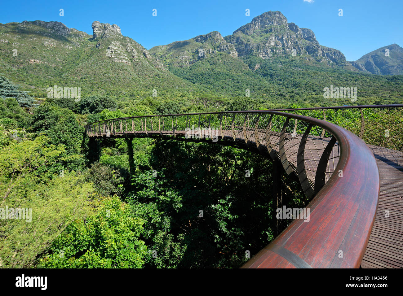 Erhöhten Laufsteg in den Botanischen Garten von Kirstenbosch, Cape Town, Südafrika Stockfoto