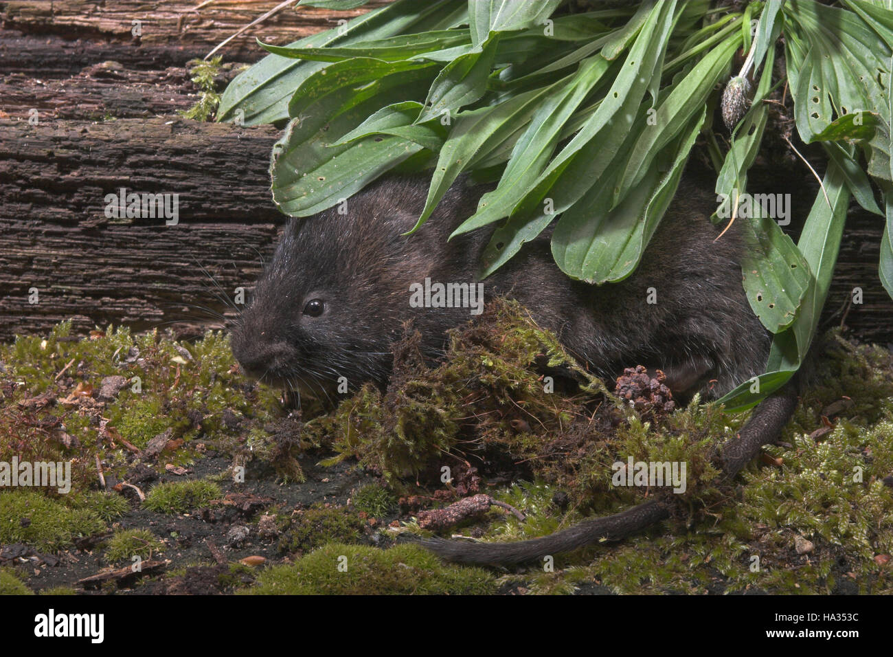 Schermaus, Ostschermaus, Ost-Schermaus, Große Wühlmaus, Arvicola Terrestris, nördlichen Schermaus, Campagnol Aquatique Ou Ratte taupier Stockfoto