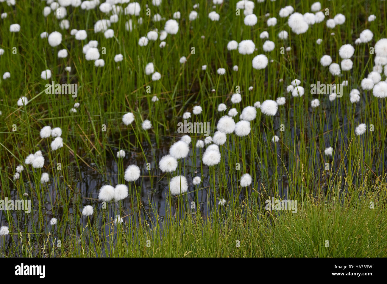 Scheuchzers Wollgras, Wollgras Scheuchzeri, weißes Wollgras Stockfoto