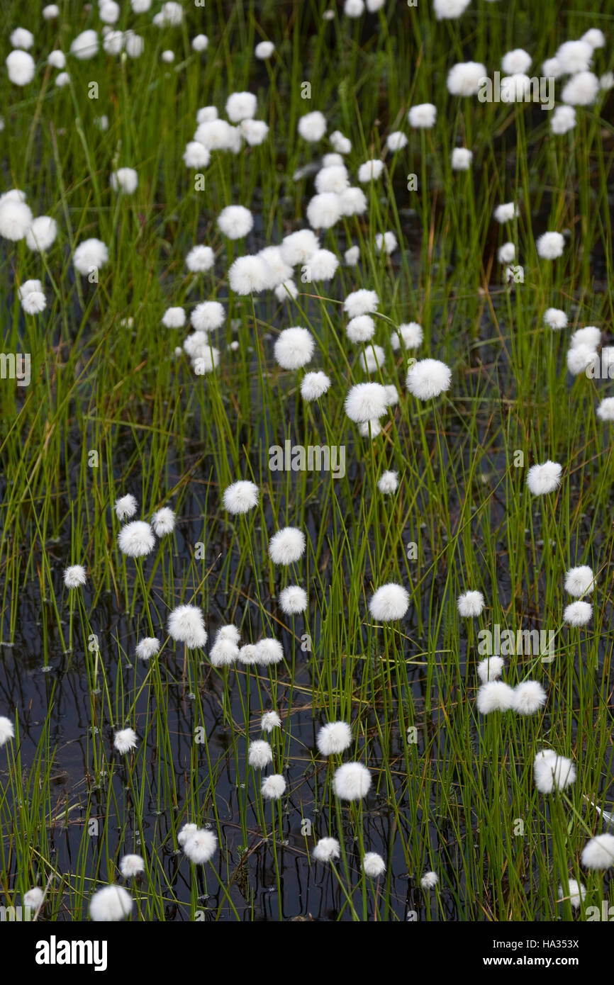 Scheuchzers Wollgras, Wollgras Scheuchzeri, weißes Wollgras Stockfoto