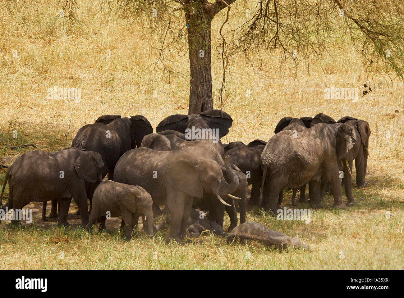 Herde von Elefanten, die Schatten während der Hitze des Tages Stockfoto