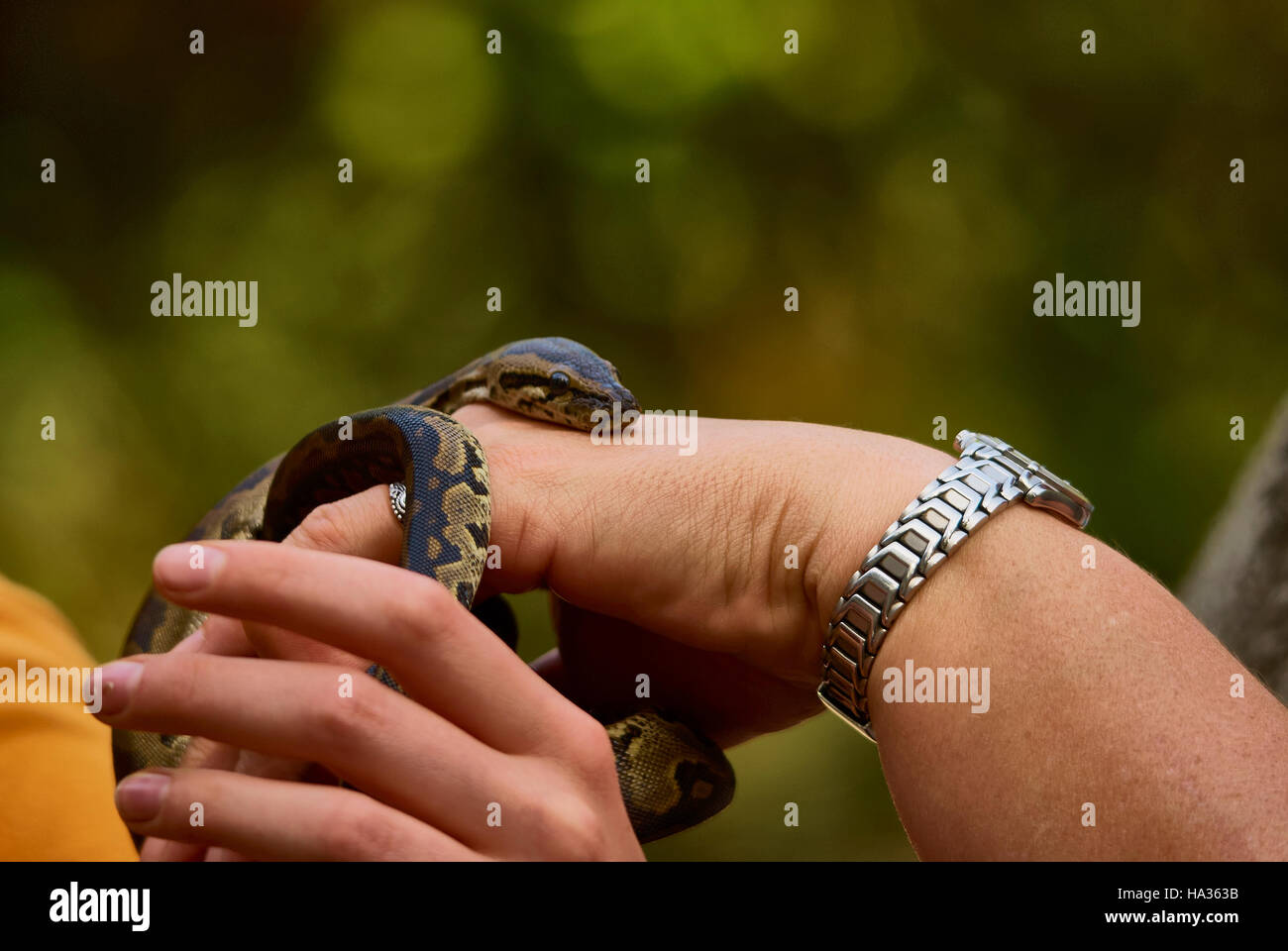 Zwei Frauen spielen mit einem Jungen rock Python Stockfoto