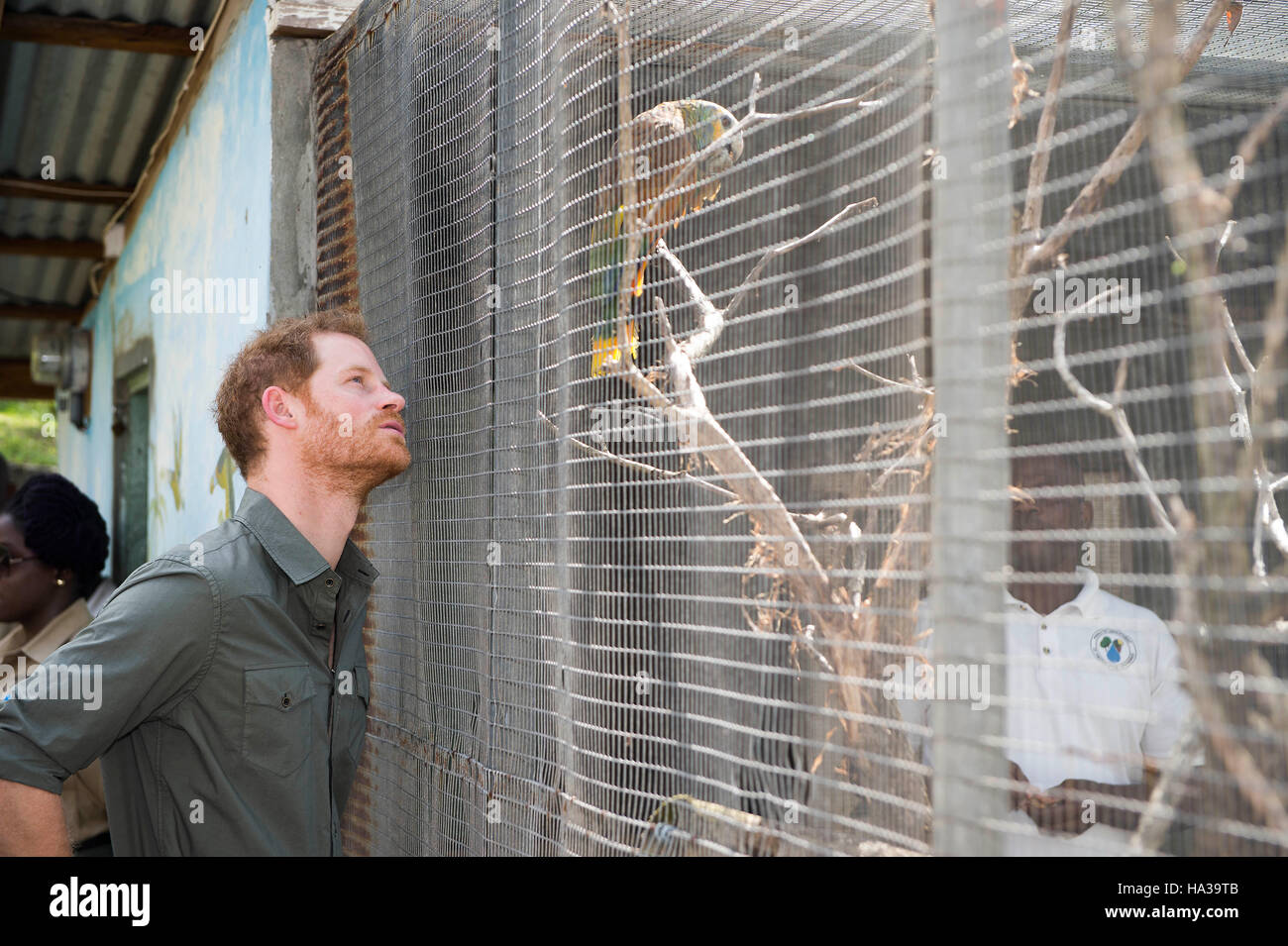 Prinz Harry trifft einen Papagei Polly bei einem Besuch in den Botanischen Garten in Kingstown, St. Vincent und die Grenadinen, während der zweiten Etappe seiner karibischen Tour aufgerufen. Stockfoto