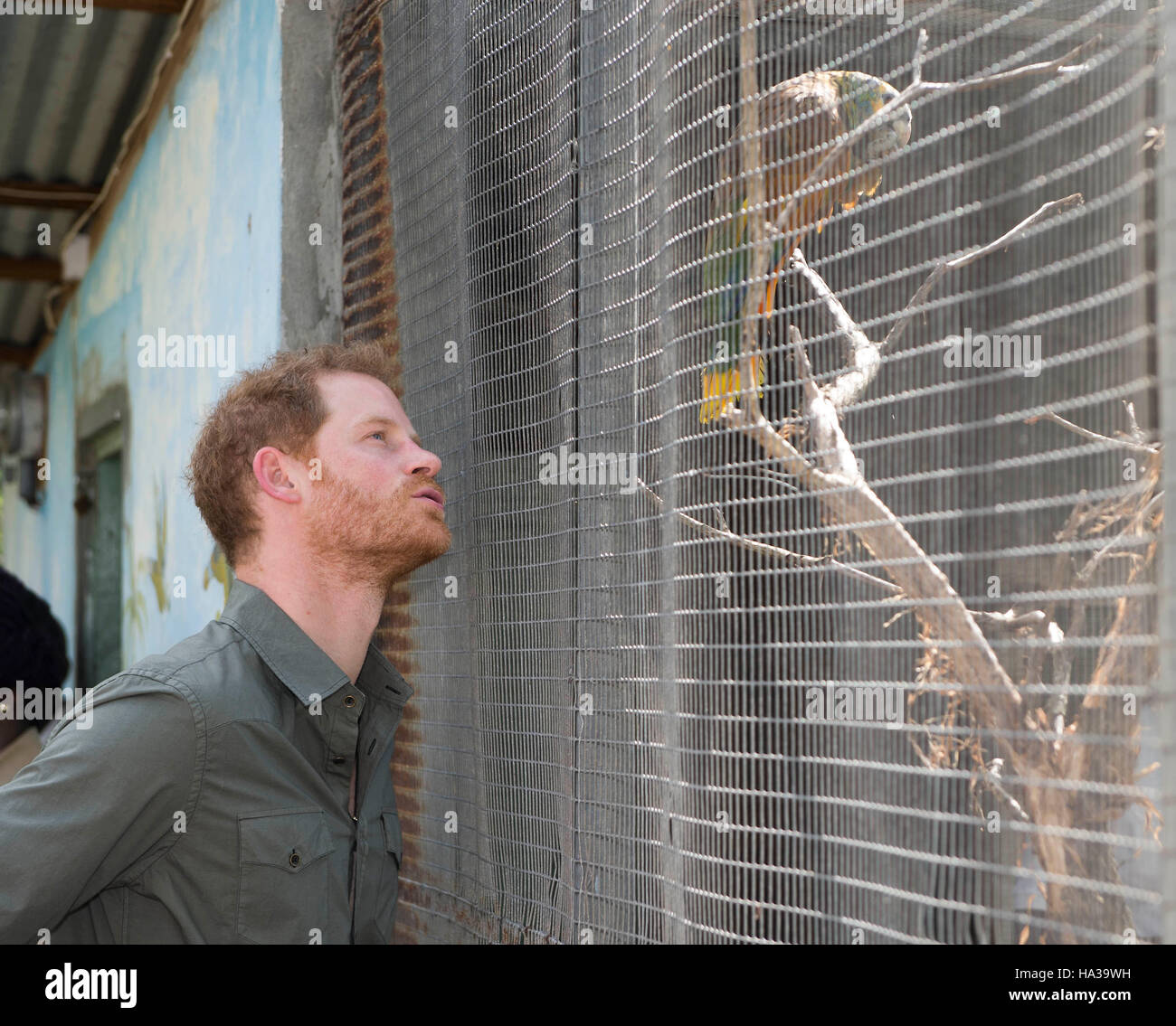Prinz Harry trifft einen Papagei Polly bei einem Besuch in den Botanischen Garten in Kingstown, St. Vincent und die Grenadinen, während der zweiten Etappe seiner karibischen Tour aufgerufen. Stockfoto