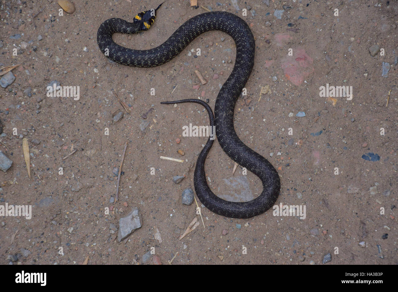 Ringelnatter, kriecht am Boden entlang. Nicht giftige Schlange. Erschrocken durch die Ringelnatter. Stockfoto