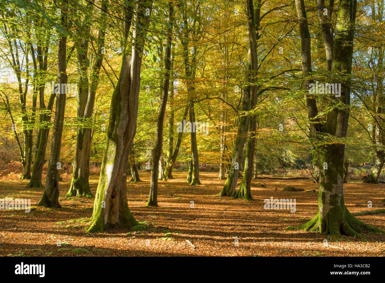 New Forest in Herbst, Hampshire, England, UK Stockfoto