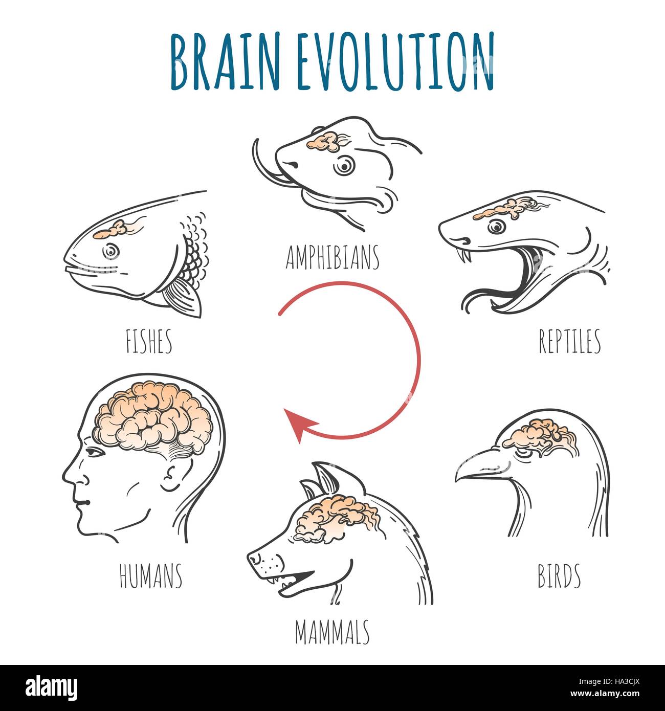 Gehirnentwicklung von den Fischen zum Menschen. Köpfe der Fische, Amphibien, Reptilien, Vogel, Hund und Homo Sapience. Vektor-Illustration. Stock Vektor