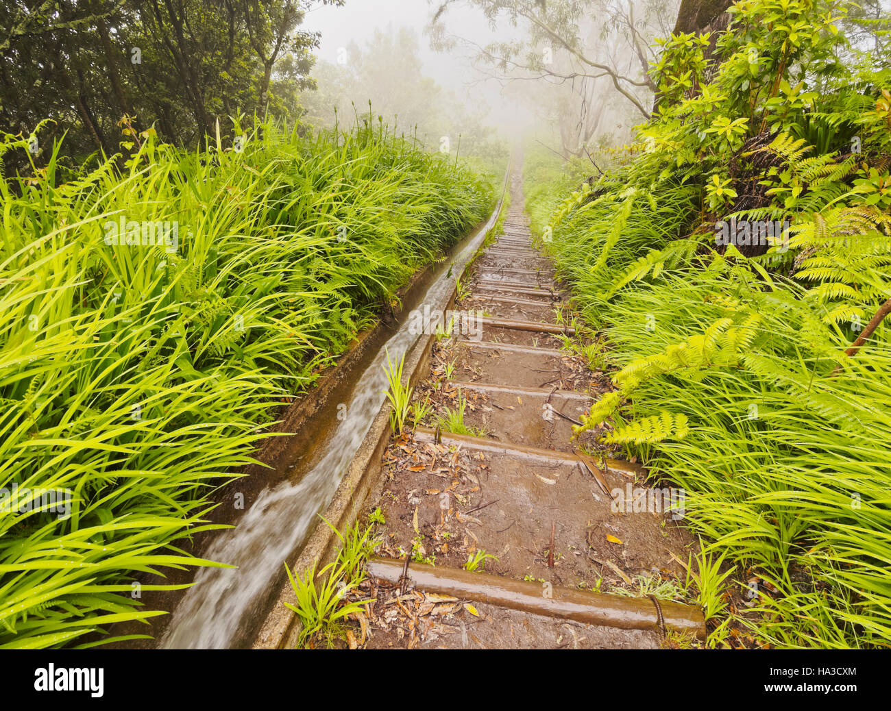 Portugal, Madeira, Blick auf die Levada da Serra tun Faial auf dem Teil von Ribeiro Frio, Portela. Stockfoto