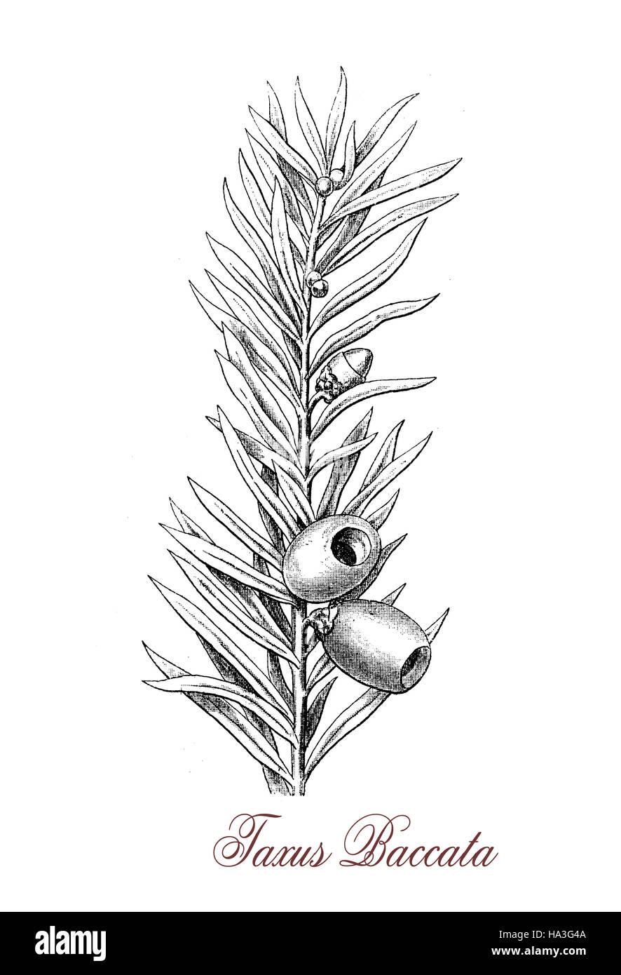 Taxus Baccata oder englische Eibe ist ein Nadel-kleine immergrüne Zierbaum, die Blätter sind flach dunkelgrün. Alle Pflanzenteile sind giftig für den Menschen mit Ausnahme der Beeren. Der Samen Kegel entwickeln rote Beeren genannt Aril gallertartig und süß. Es ist traditionell ein Kirchhof-Baum. Stockfoto