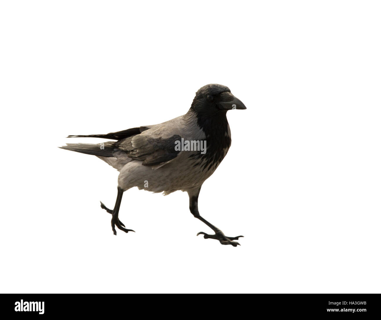 Die einzigen Fuß schwarze und graue Krähe auf dem weißen Hintergrund Stockfoto