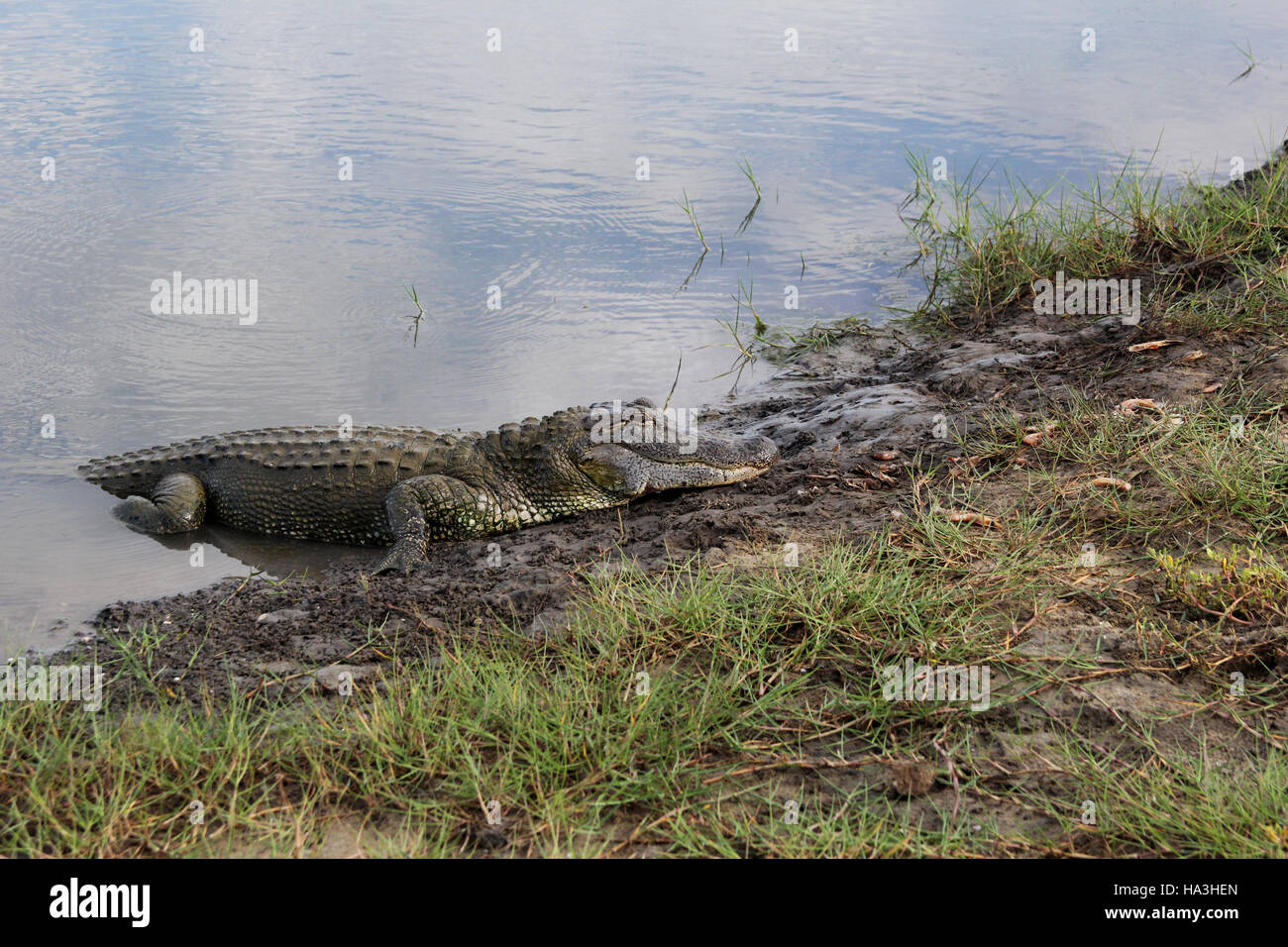 Gehen an Land auf Airboats & Alligatoren in Grand Chenier, Louisiana Alligator Stockfoto