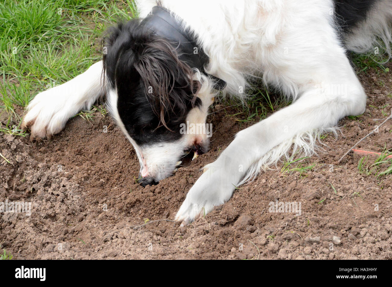 Schwarze und weiße Barsoi Hund frisst Erde, wahrscheinlich wegen des Mangels an Mineralien. Stockfoto