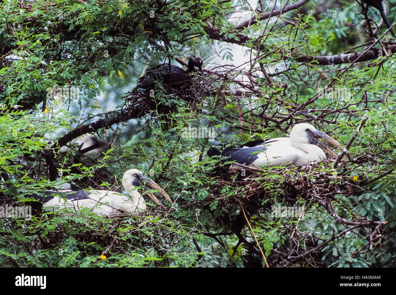 Asiatischer Openbill Storch, Anastomus Oscitans, Verschachtelung Kolonie mit Vögel sitzen in Nestern, Keoladeo Ghana Nationalpark, Indien Stockfoto