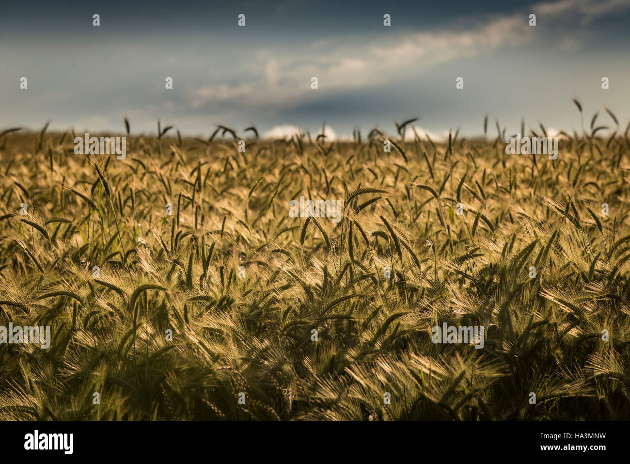 Plantagen von Weizen Stockfoto