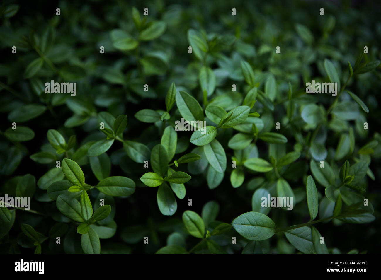 Natürliche grüne Blätter Stockfoto