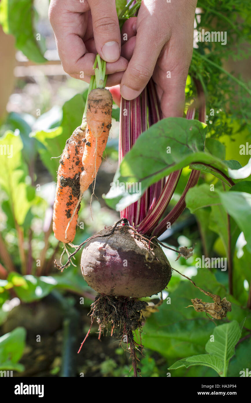 Frau Ernte Möhren und rote Beete im Garten Stockfoto