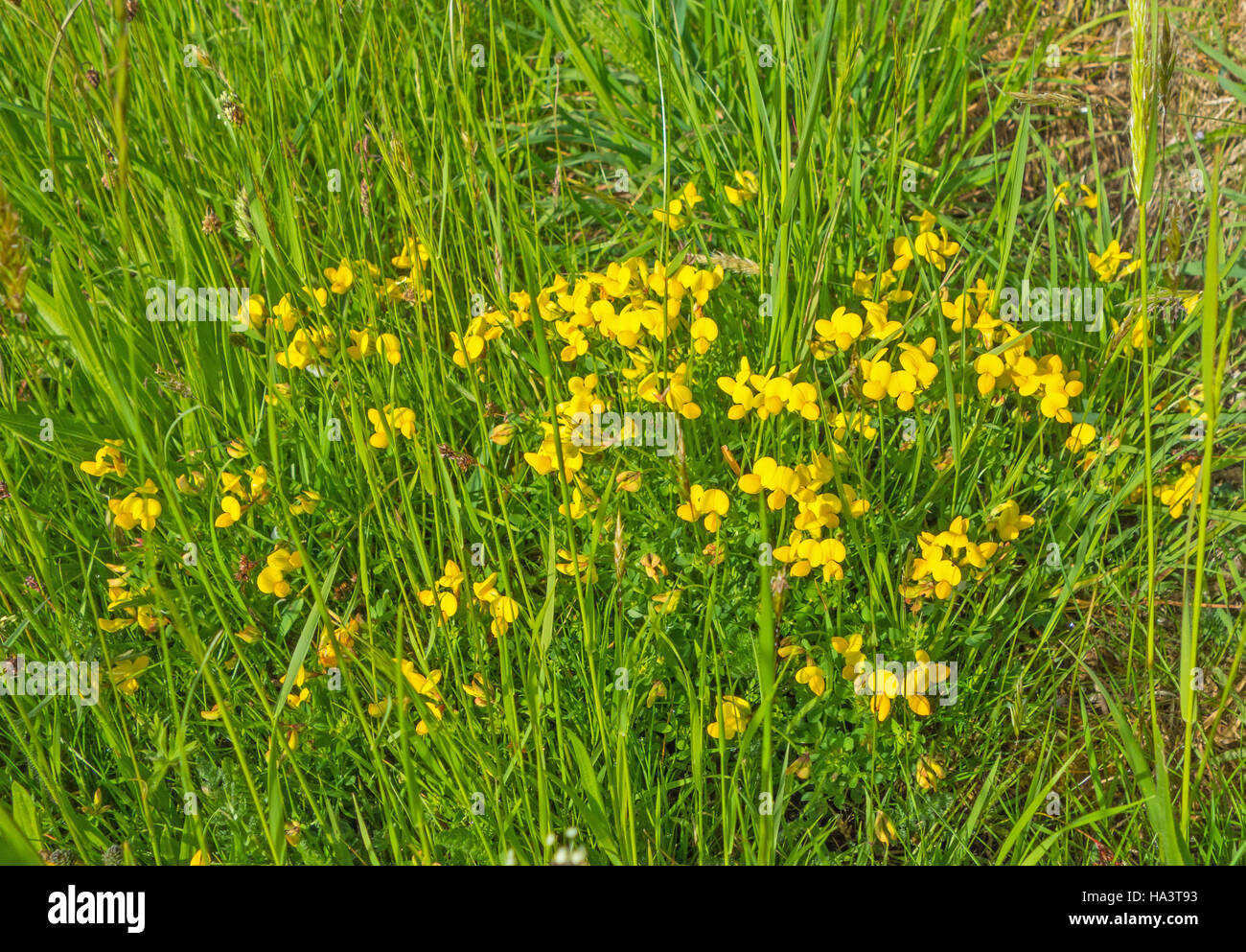 Vogels-Fuß-Kleeblatt (Lotus Uliginosus) wächst auf einem Naturschutzgebiet in der Landschaft Herefordshire UK Stockfoto