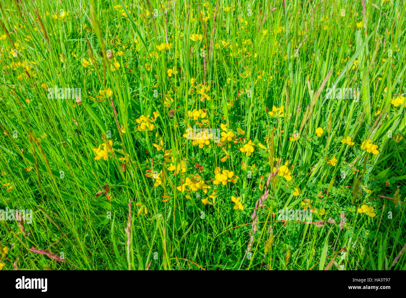 Vogels-Fuß-Kleeblatt (Lotus Uliginosus) wächst auf einem Naturschutzgebiet in der Landschaft Herefordshire UK Stockfoto