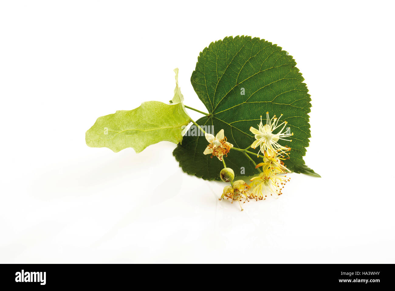 Lindenblatt und Blüten Stockfoto