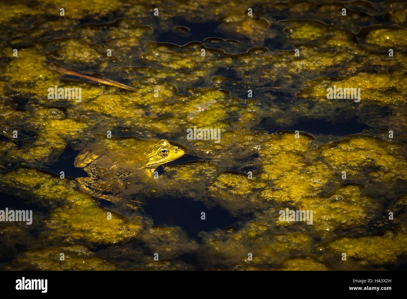 Gemeinsamen grünen Frosch in einem französischen Teich. Stockfoto