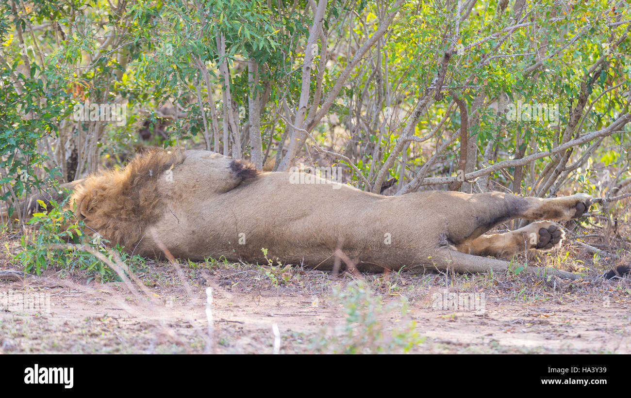 Puzzle 2000 Teile – Löwe Auf Savannengras, Kenia Produktbild-Vorschau 9