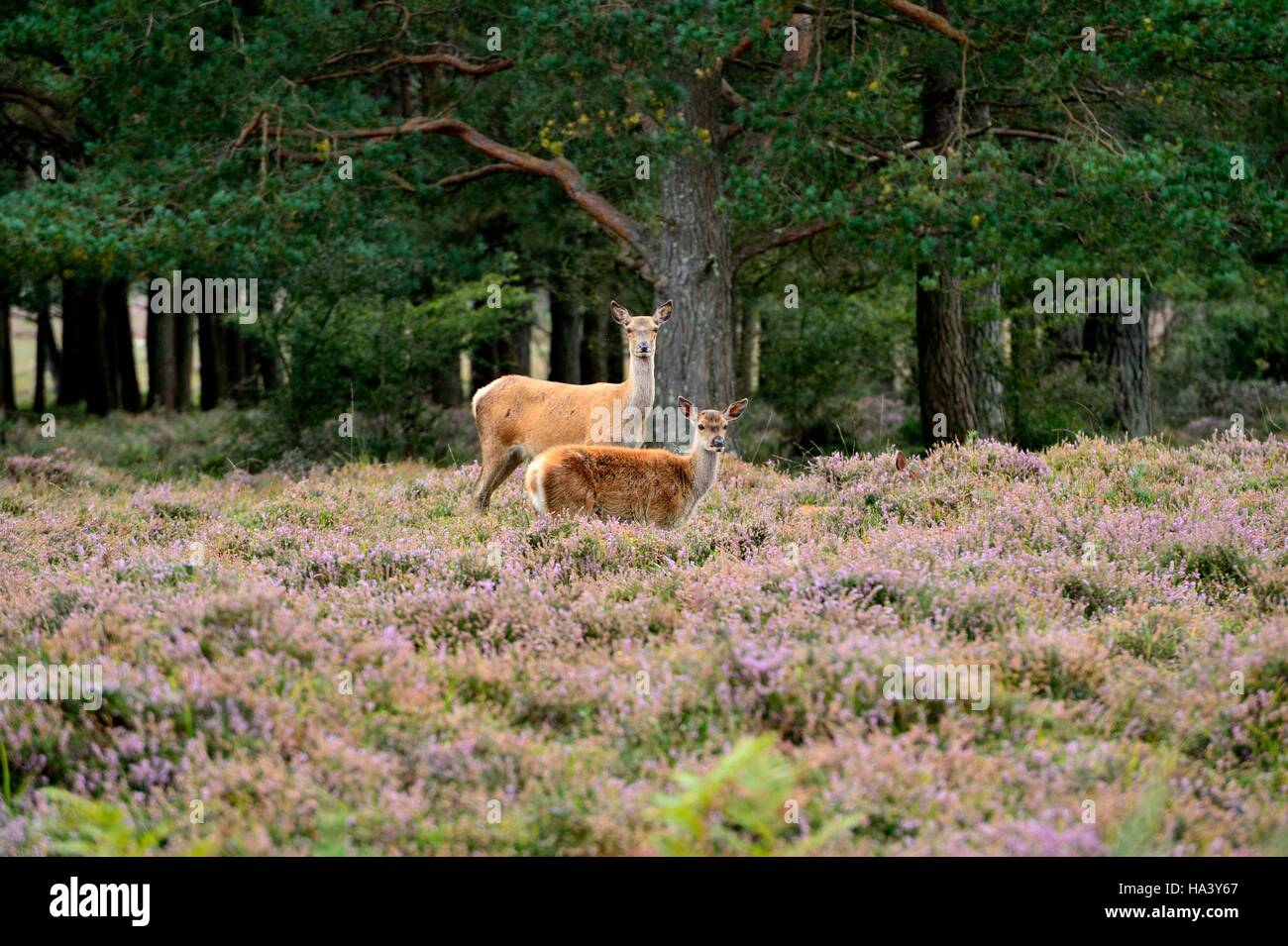 Wilde Rehe halten Sie Ausschau, Weiden unter die blühende Heide Stockfoto