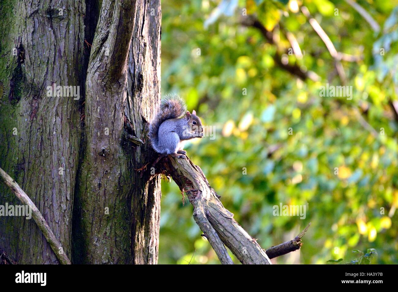 Graue Eichhörnchen sitzend in einem Baum essen eine Nuss Stockfoto