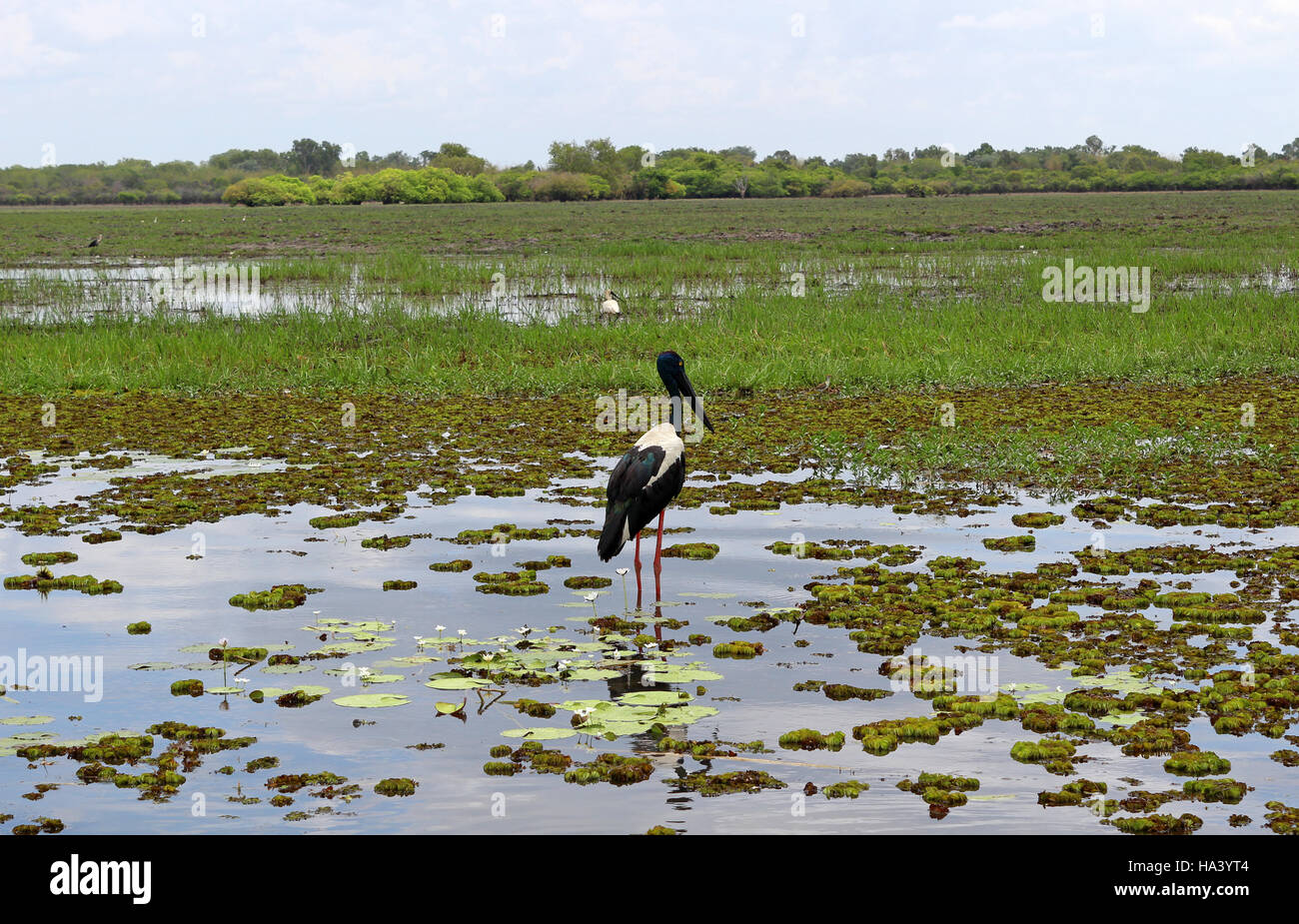 necked Schwarzstorch Jabiru fotografiert am gelben Wasser billabong Stockfoto