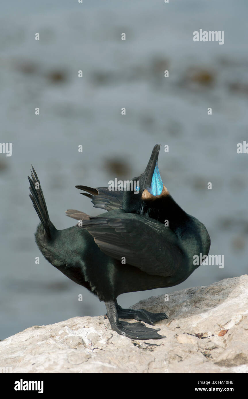 Brandts Kormoran (Phalacrocorax Penicillatus) männlich, "Werbung" Display locken Weibchen, Monterey, Kalifornien Stockfoto