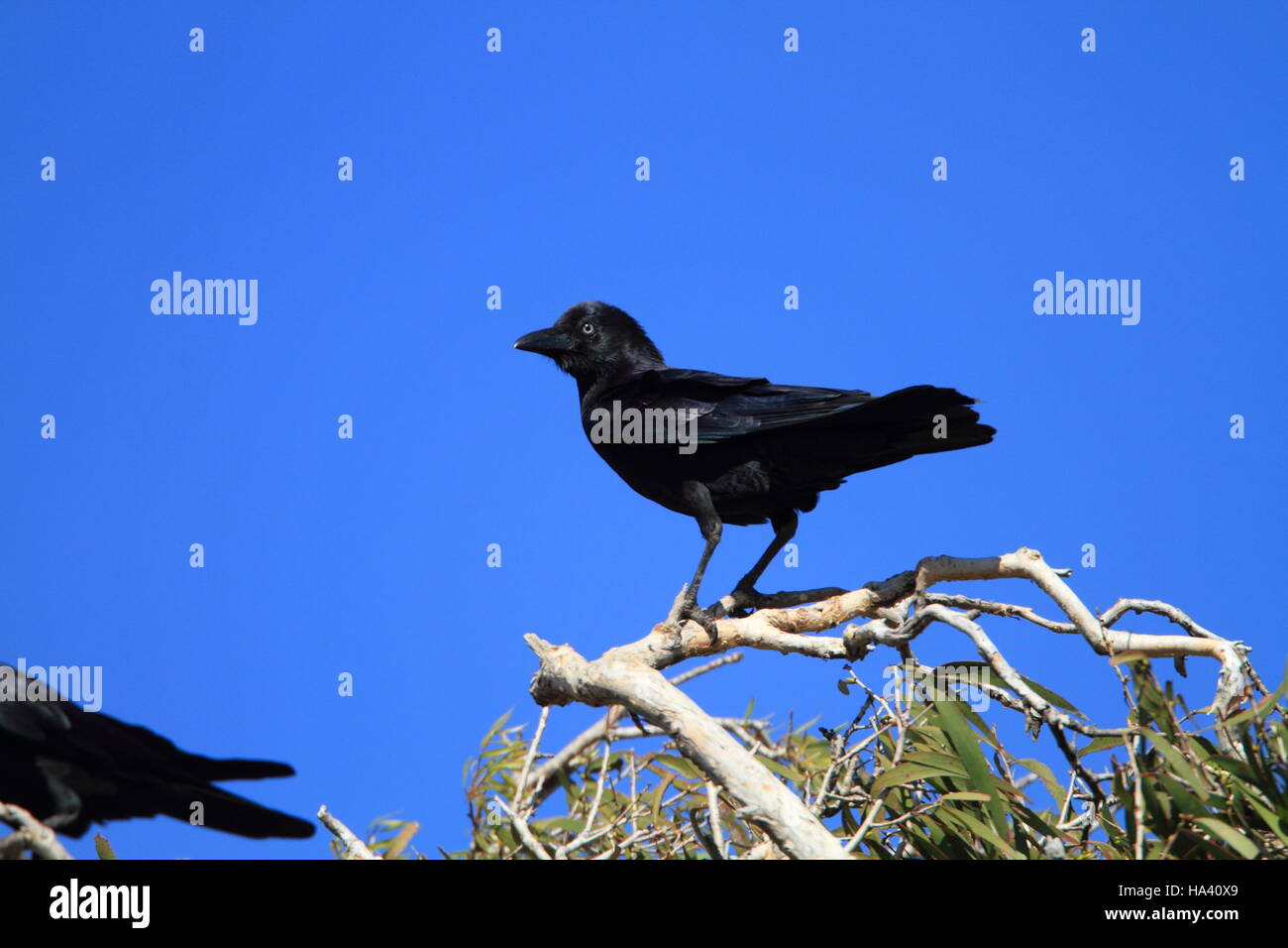 Lakefield national park Fotos und Bildmaterial in hoher Auflösung Alamy